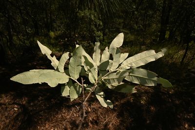 Quercus durifolia, photographed by Dante S. Figueroa
