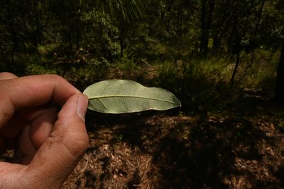 Quercus durifolia, photographed by Dante S. Figueroa