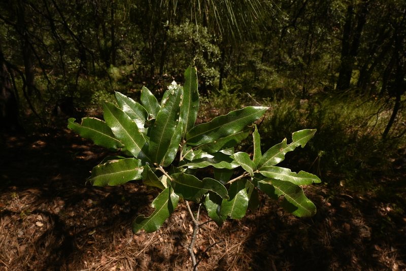 Quercus durifolia, photographed by Dante S. Figueroa