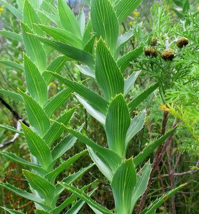 Cliffortia grandifolia, photographed by Di Turner