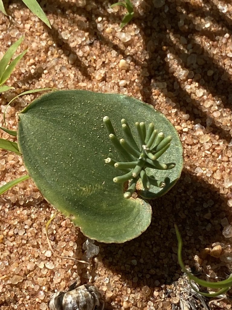 Eriospermum currorii, photographed by Dave U