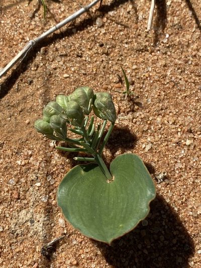 Eriospermum currorii, photographed by Dave U