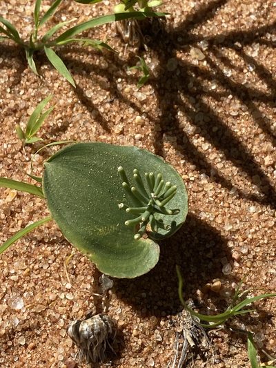 Eriospermum currorii, photographed by Dave U