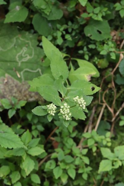 Hylotelephium viviparum, photographed by Nina Filippova