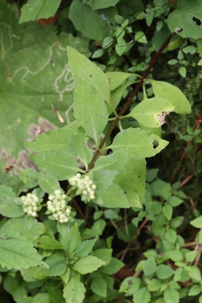 Hylotelephium viviparum, photographed by Nina Filippova