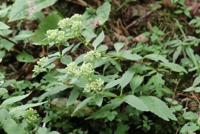 Hylotelephium viviparum, photographed by Nina Filippova