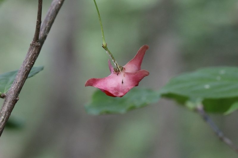 Euonymus macropterus, photographed by Nina Filippova