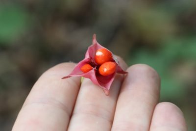 Euonymus macropterus, photographed by Nina Filippova