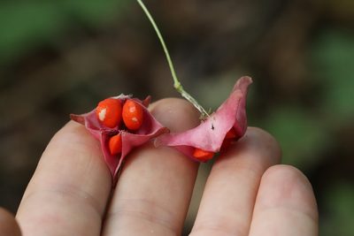 Euonymus macropterus, photographed by Nina Filippova