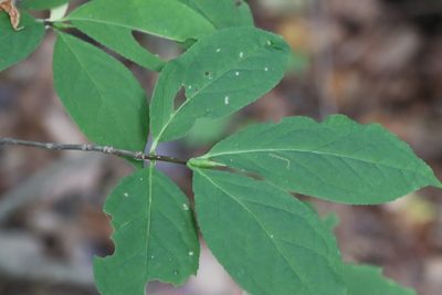 Euonymus macropterus, photographed by Nina Filippova