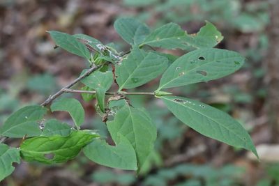 Euonymus macropterus, photographed by Nina Filippova