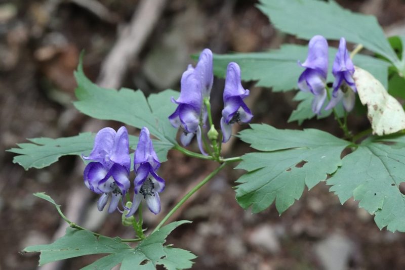 Aconitum axilliflorum, photographed by Nina Filippova