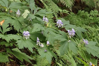 Aconitum axilliflorum, photographed by Nina Filippova