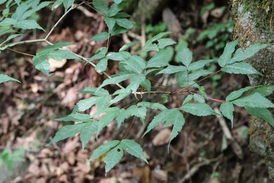 Acer mandshuricum, photographed by Nina Filippova