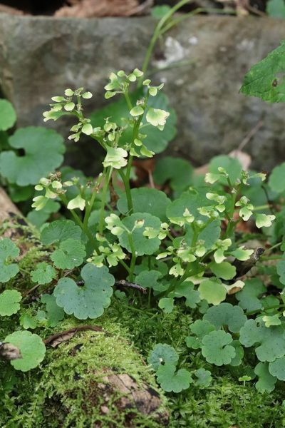Chrysosplenium flagelliferum, photographed by Nina Filippova