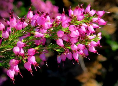 Erica nutans, photographed by Di Turner