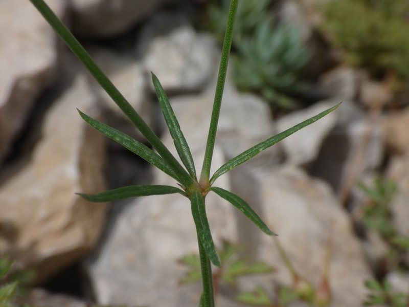 Crucianella angustifolia, photographed by Yves Bas