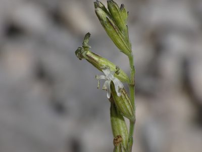 Silene nocturna, photographed by Yves Bas