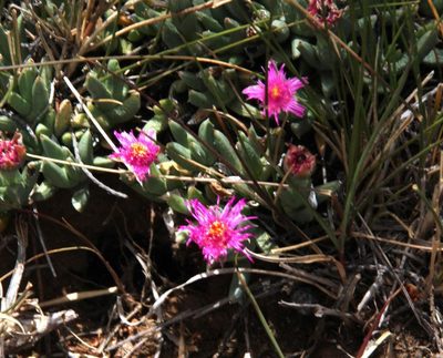 Ruschia indurata, photographed by Tony Rebelo