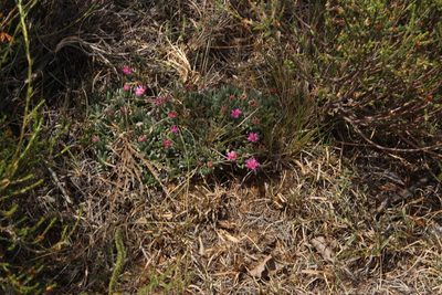 Ruschia indurata, photographed by Tony Rebelo