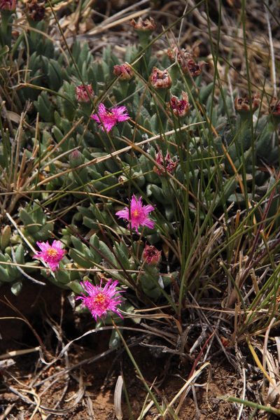 Ruschia indurata, photographed by Tony Rebelo