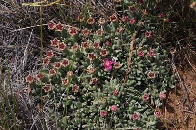 Ruschia indurata, photographed by Tony Rebelo
