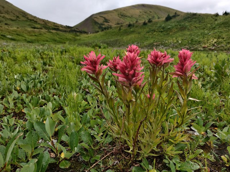 Castilleja rhexiifolia, photographed by Julia Carr