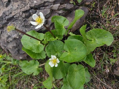 Caltha leptosepala, photographed by Julia Carr