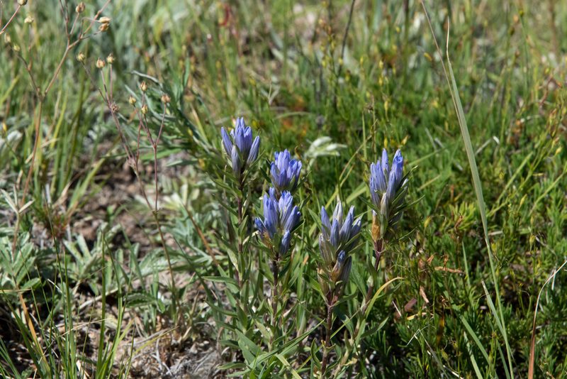 Gentiana affinis, photographed by agoldber