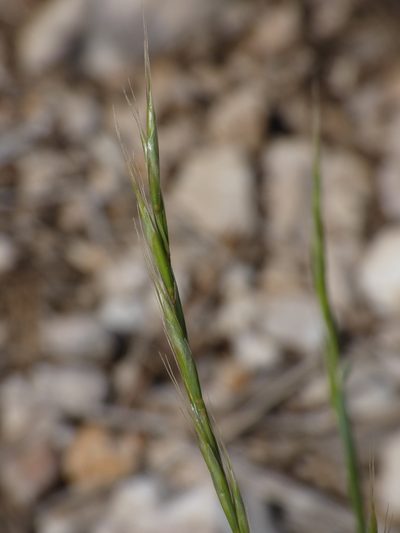 Helictochloa bromoides, photographed by Yves Bas