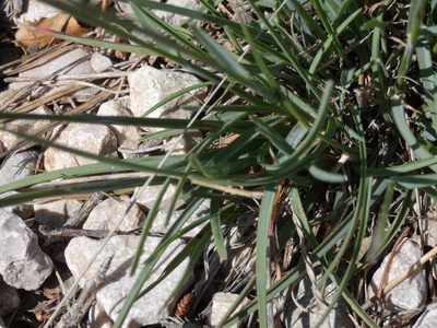Helictochloa bromoides, photographed by Yves Bas