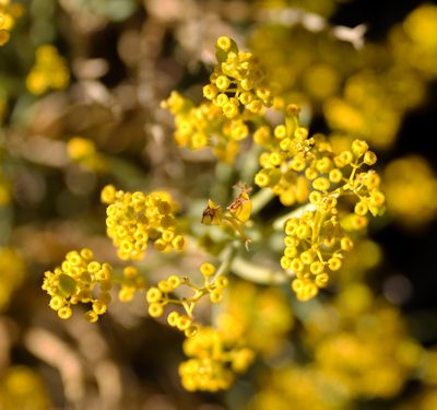Gymnophyton isatidicarpum, photographed by Nicolás Villaseca Merino