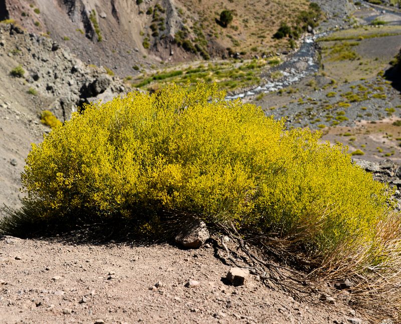 Gymnophyton isatidicarpum, photographed by Nicolás Villaseca Merino