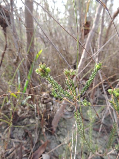 Agathosma corymbosa, photographed by Jacques van der Merwe