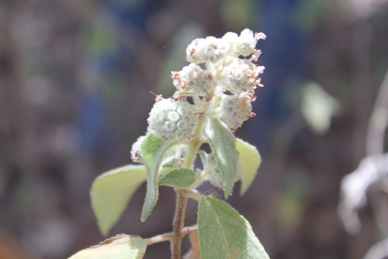 Mesosphaerum oblongifolium, photographed by Viacheslav Shalisko