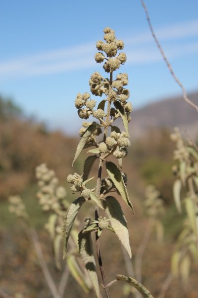 Mesosphaerum oblongifolium, photographed by Viacheslav Shalisko