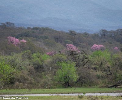 Handroanthus impetiginosus, photographed by Gonzalo Martinez