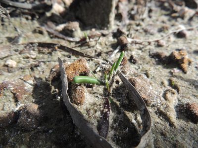 Micranthus tubulosus, photographed by Jacques van der Merwe