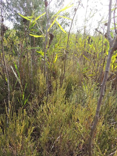 Lachnaea capitata, photographed by Jacques van der Merwe