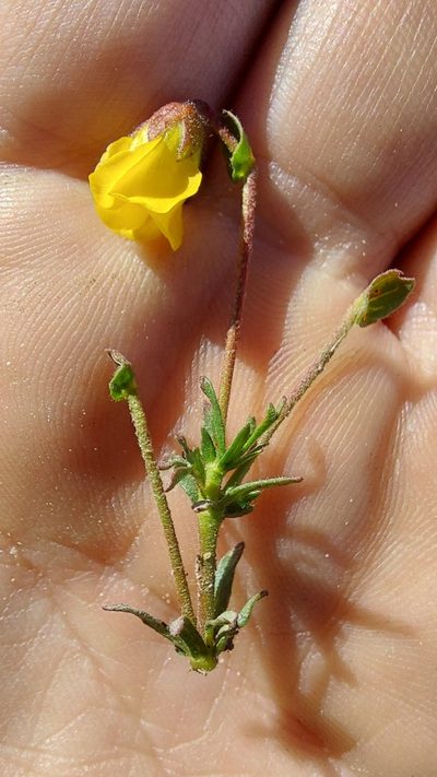 Hermannia pinnata, photographed by Jacques van der Merwe