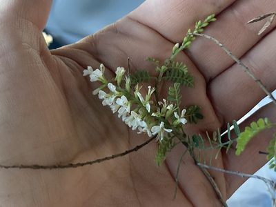 Eysenhardtia texana, photographed by Abbey Forney