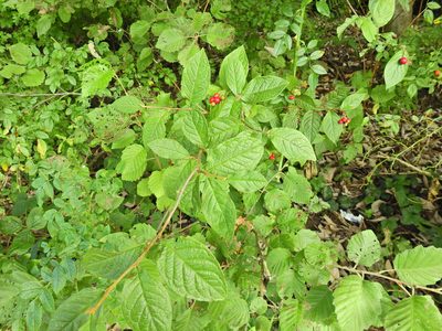Cotoneaster rehderi, photographed by Susan Marley