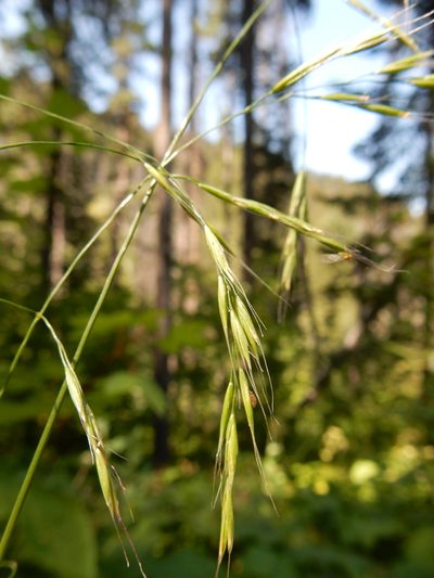 Festuca subulata, photographed by Matt Lavin