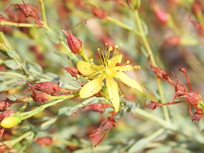 Hypericum triquetrifolium, photographed by Emanuele Santarelli