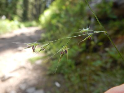 Festuca subulata, photographed by Matt Lavin