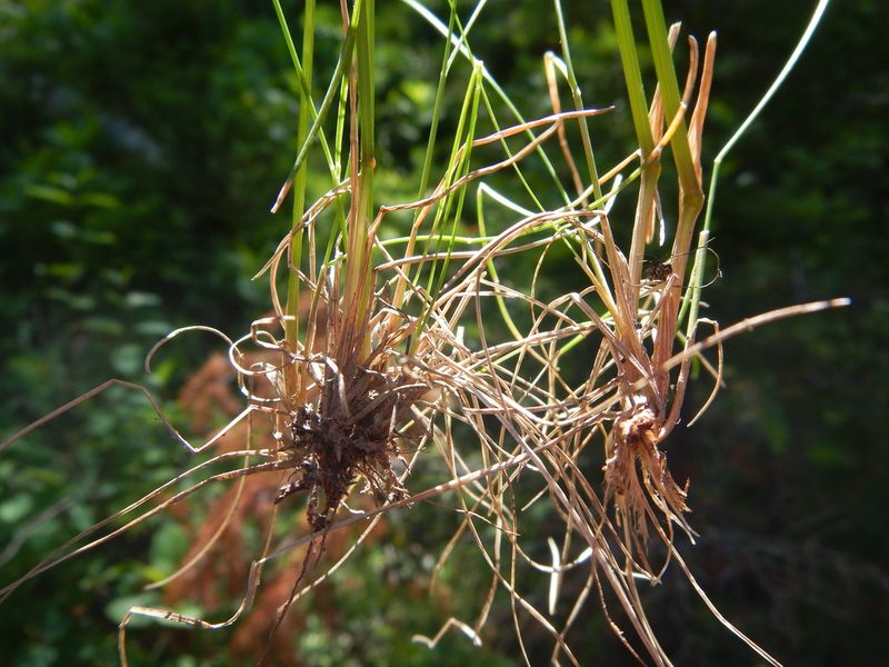 Festuca subulata, photographed by Matt Lavin