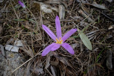 Colchicum montanum, photographed by Alexandre Barata