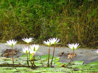 Nymphaea elegans, photographed by Francisco Farriols Sarabia