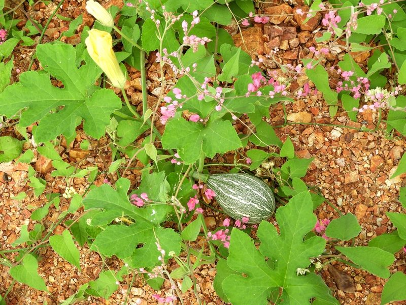 Cucurbita argyrosperma, photographed by Francisco Farriols Sarabia