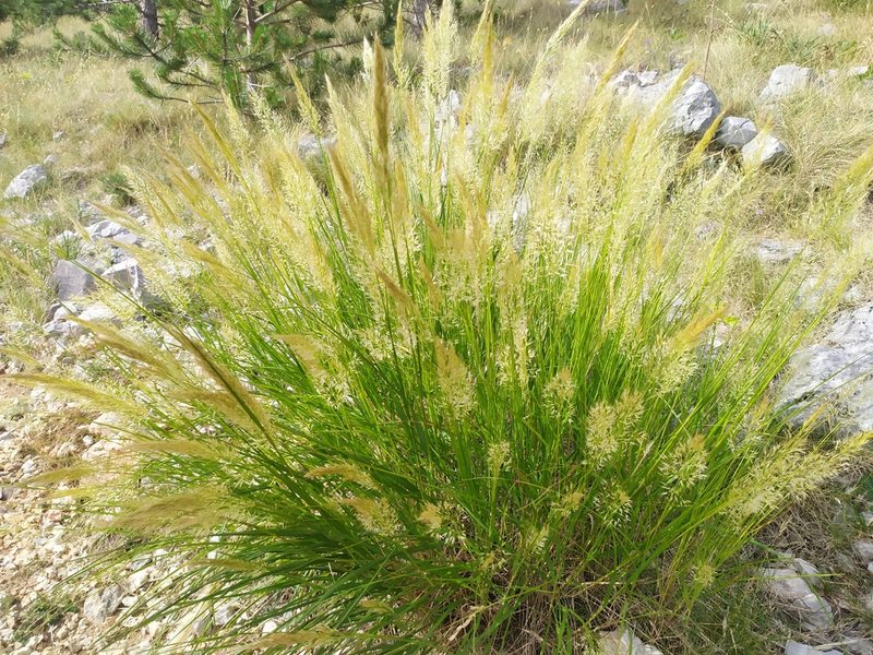 Achnatherum calamagrostis, photographed by Josip Skejo